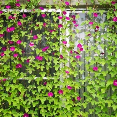グリーンカーテンとは 簡単でおしゃれな作り方とおすすめの植物をご紹介 暮らし の