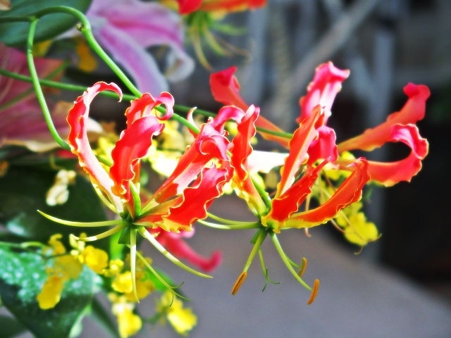 グロリオサの特徴は 花言葉の意味や由来 品種や花が咲く季節などをご紹介 暮らし の