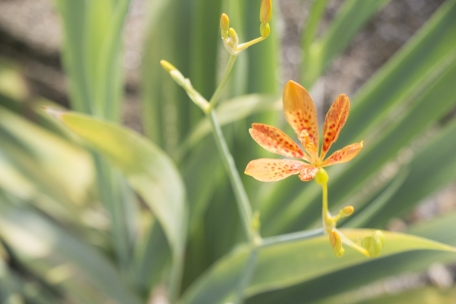 ヒオウギとは 花や実などの植物としての特徴や基本情報をご紹介 Kurashi No