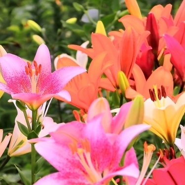 ユリの種類まとめ 品種によって違う花びらや色の特徴や見分け方をご紹介 Kurashi No