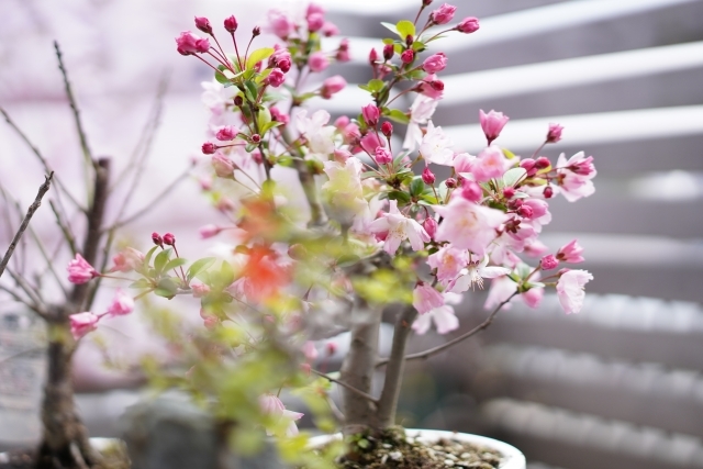 桜盆栽の育て方ガイド 水やりや剪定 植え替えなど手入れの6つのコツを解説 Kurashi No