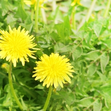 雑草図鑑 庭や畑 道端に生える種類をご紹介 草花の名前や特徴も 暮らし の