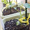 春から開始！プランターで育てられる野菜12選！育てやすい人気の種類をご紹介！ 