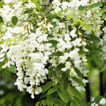 アカシアってどんな木 花の特徴や咲く季節 ミモザとの違いをご紹介 暮らし の