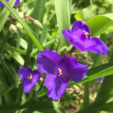 ムラサキツユクサの花言葉とは 由来や時期 特徴や花の種類もご紹介 暮らし の