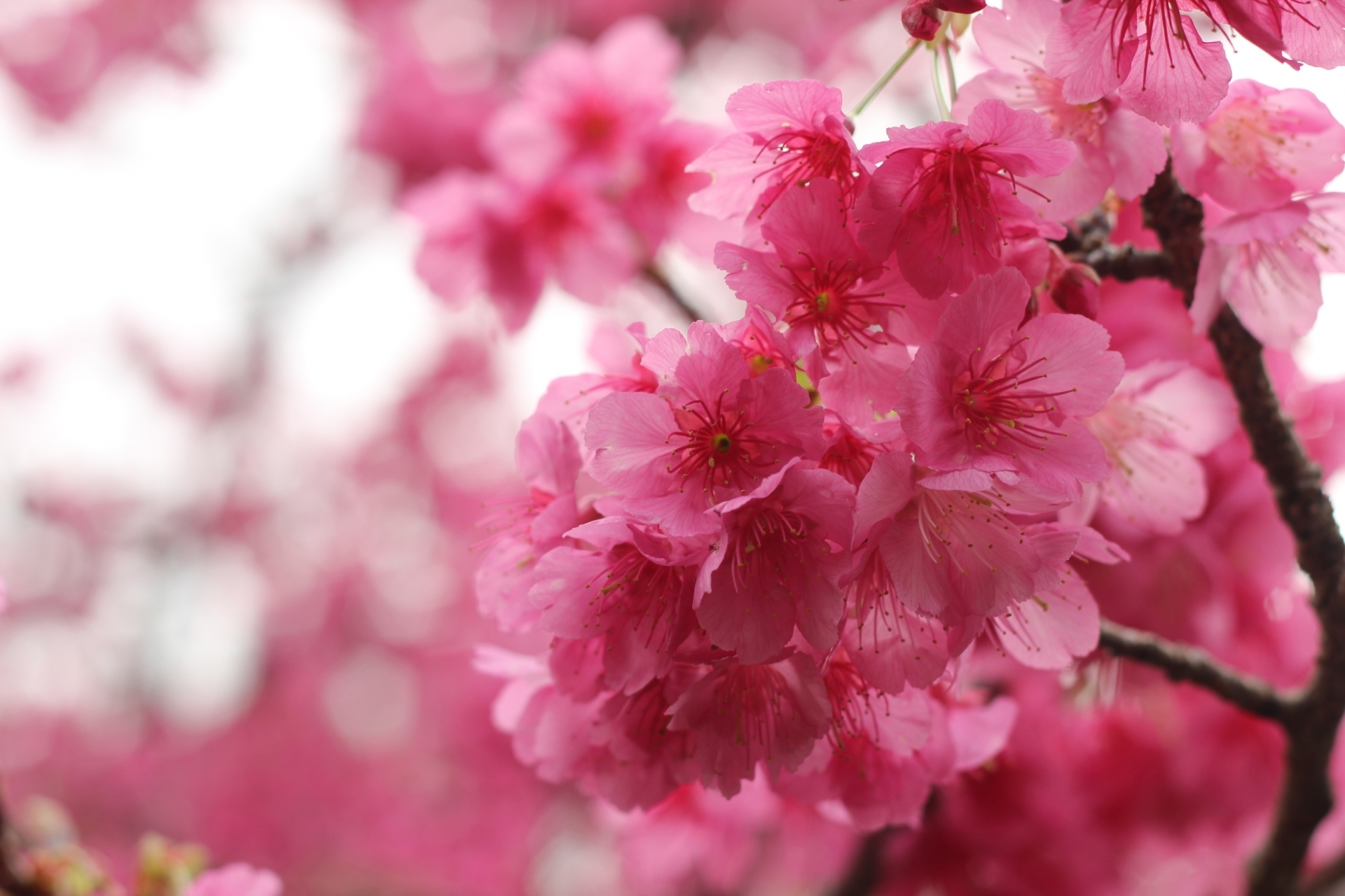 緋寒桜とは 早咲きの特徴をもつ桜の花言葉や別名 育て方まで解説 暮らし の