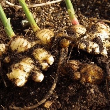 ショウガ 生姜 の栽培方法は 育てる中で注意したい収穫までのポイントを解説 暮らし の