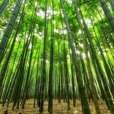 1年に一度 竹の花の神秘的な開花現象とは 謎に包まれた生態もご紹介 暮らし の