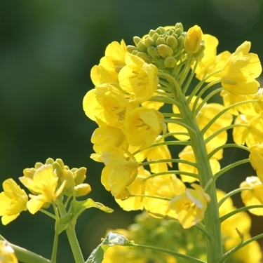 菜の花の時期はいつ 見ごろのシーズンやおいしい旬の時期をご紹介 暮らし の