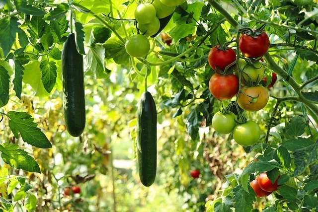 夏にプランターで育てられる野菜13選 この時期に育てやすい人気の種類をご紹介 暮らし の