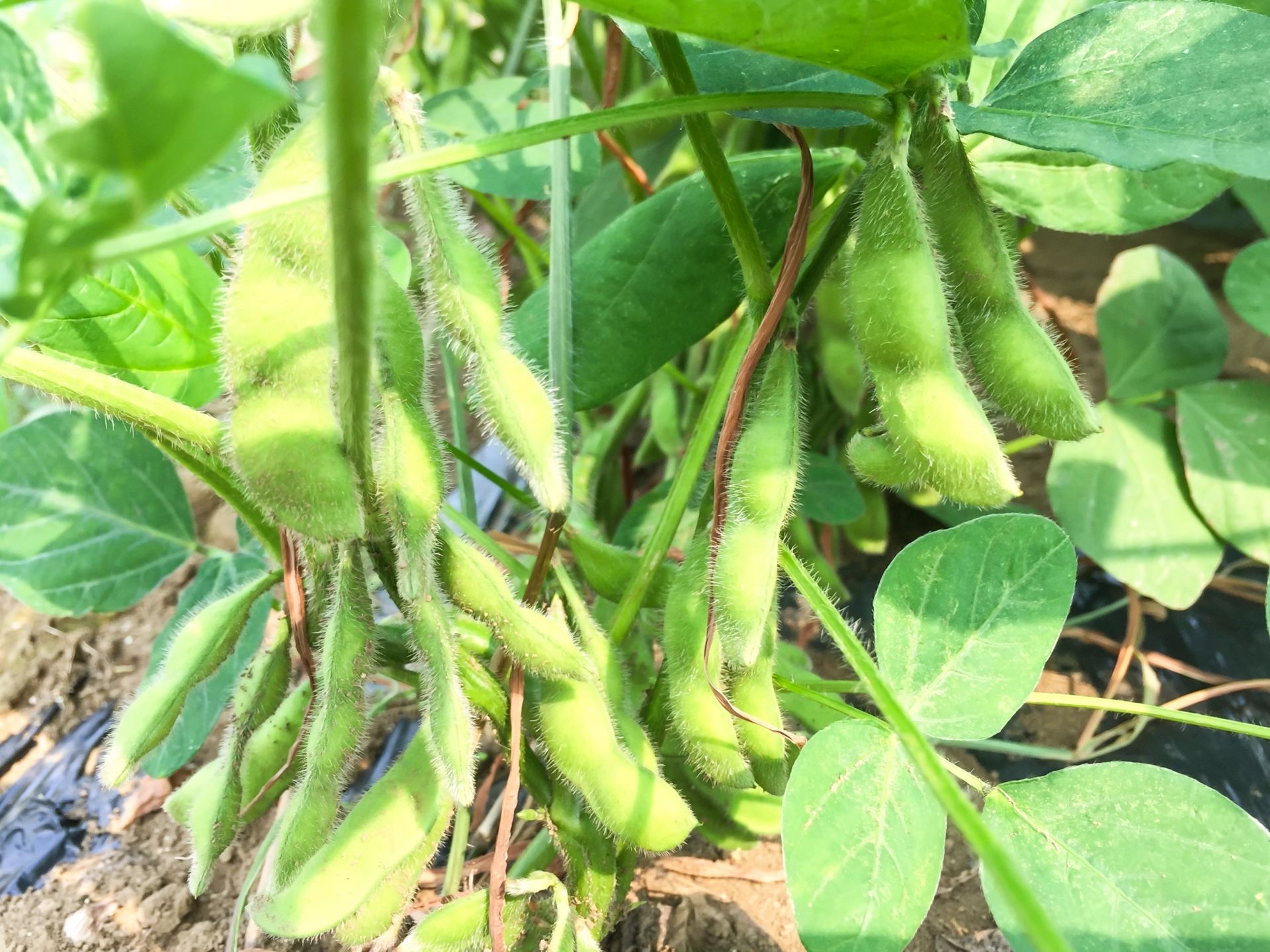 枝豆の育て方 収穫方法は 植え付けの時期や収穫タイミングなどを解説 暮らし の