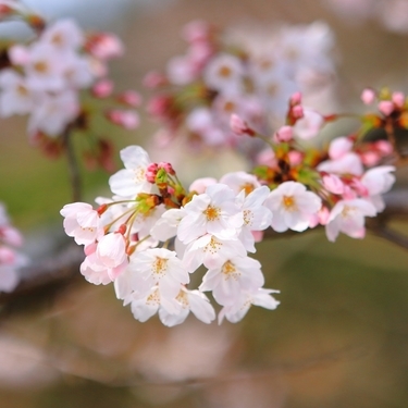 桜の剪定方法は 作業の気を付けるポイントや枯らさないためのコツをご紹介 暮らし の