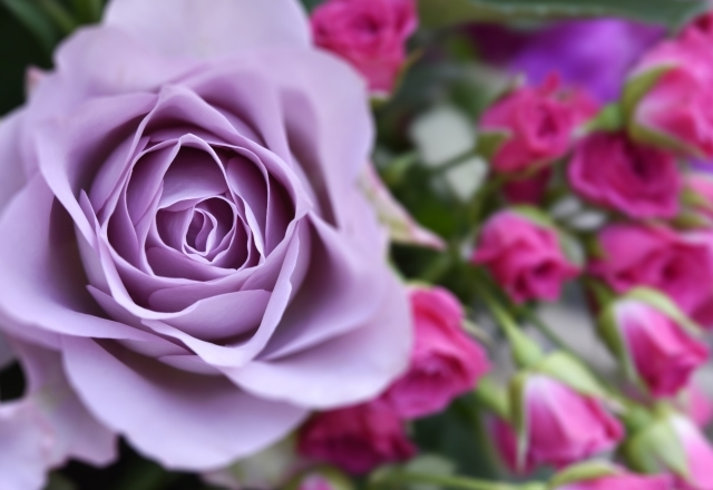 薔薇の種類16選 有名 珍しい品種の花びらの特徴や花言葉の意味まで解説 Kurashi No