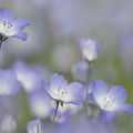 【日本に咲く】青い花の種類13選！人気品種の名前や花言葉もご紹介！