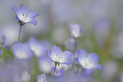 日本に咲く 青い花の種類13選 人気品種の名前や花言葉もご紹介 暮らし の