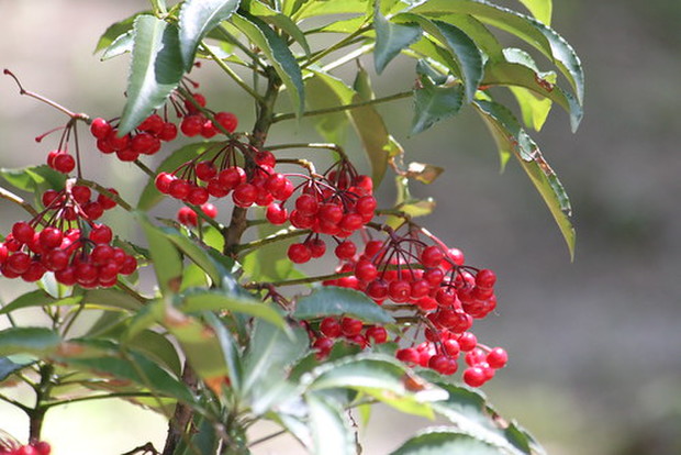 赤い実のなる木14選 庭木や街路樹など季節別に気になる植物をご紹介 Kurashi No