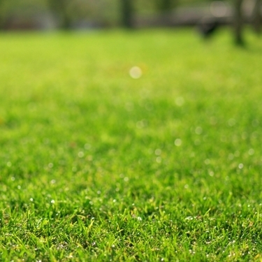 庭の芝生はどれがおすすめ 天然芝や人工芝までメリット デメリットを解説 暮らし の