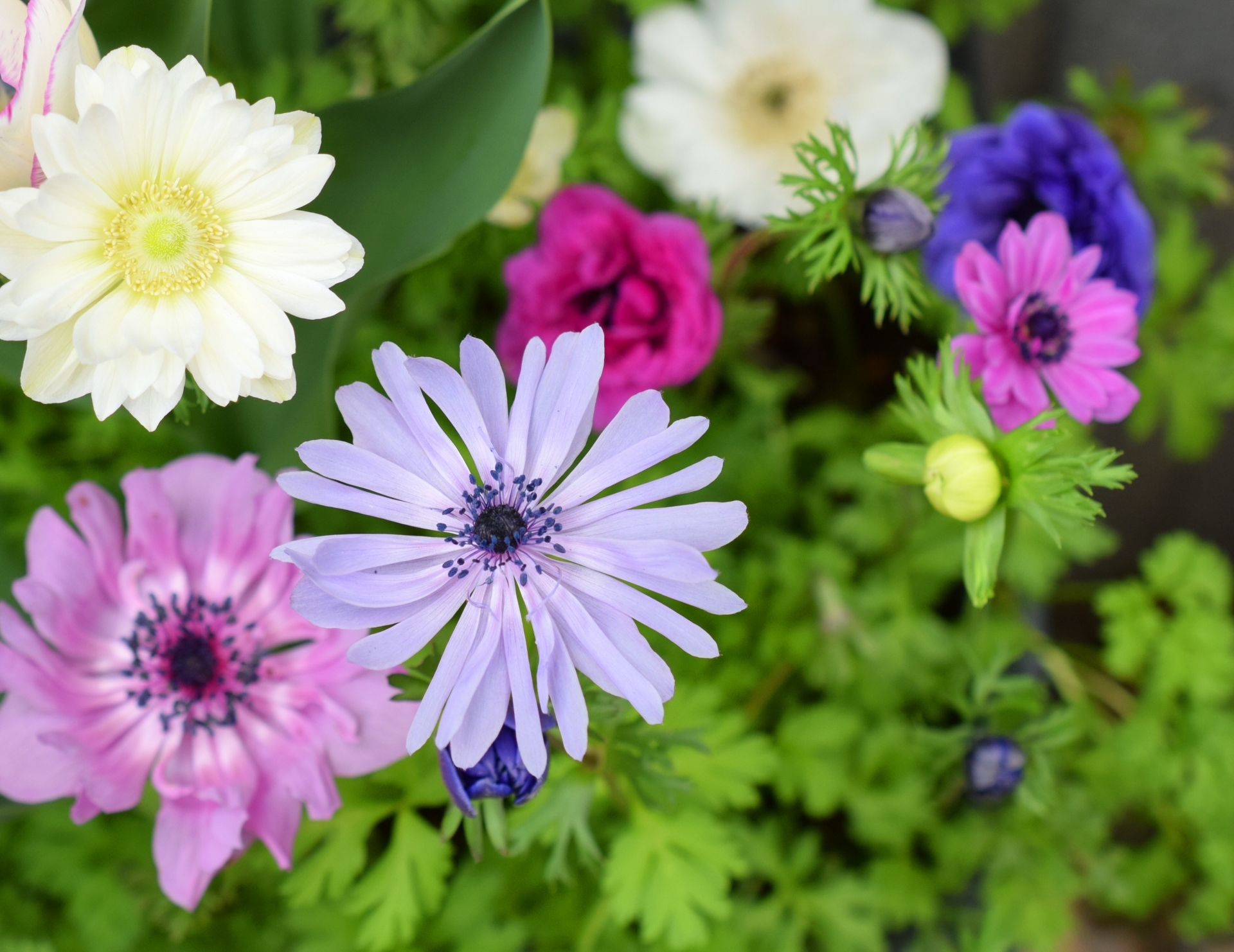 冬に咲く花の種類14選 可愛さだけじゃない耐寒性もある植物をご紹介 暮らし の
