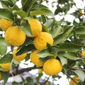 冬が旬の果物といえば？寒い時期（11~2月）に食べたい人気の種類8選！