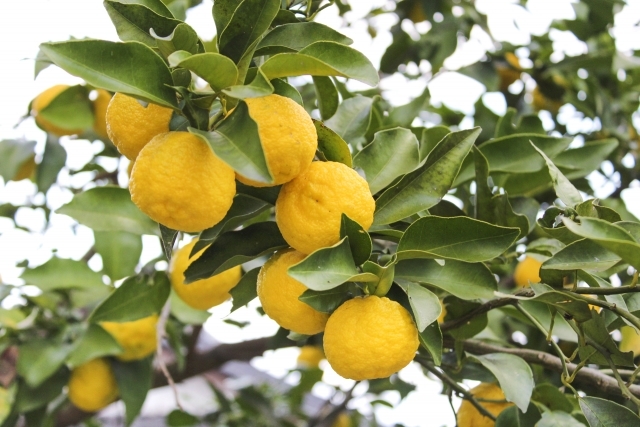 冬が旬の果物といえば 寒い時期 11 2月 に食べたい人気の種類8選 暮らし の