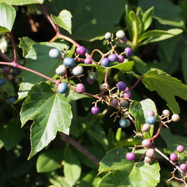 ノブドウ 野葡萄 とは その生態や育て方まで基本知識を解説 食べられる 暮らし の