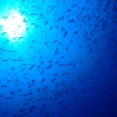 オオクチホシエソとは 見た目が怖い深海の生物の特徴や生態をご紹介 暮らし の