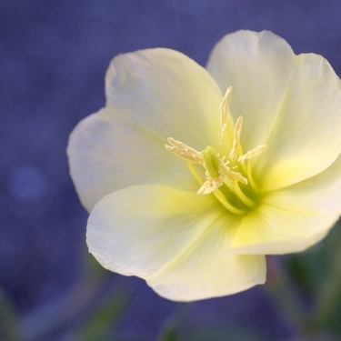 コマツヨイグサとは 海辺に小さな黄色い花を咲かせる植物の特徴を解説 暮らし の