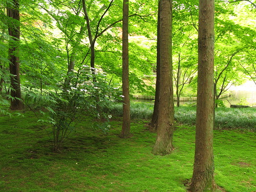 雑木風の庭を作るコツは 押さえておきたいおすすめ樹種9選をご紹介 Kurashi No