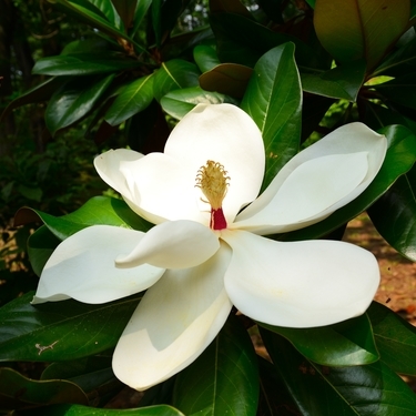 タイサンボクの育て方とは 植え付け場所や増やし方などの基本を解説 暮らし の