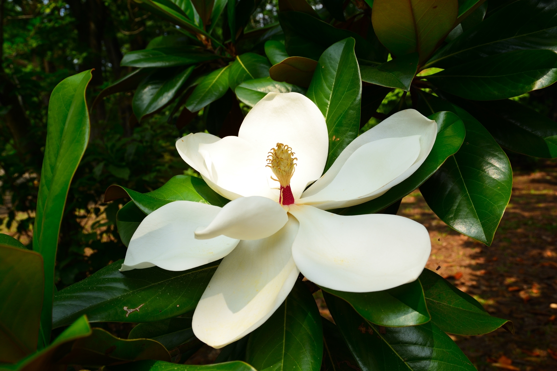 タイサンボクの育て方とは 植え付け場所や増やし方などの基本を解説 暮らし の