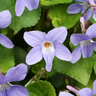 タチツボスミレとは 北海道にも自生する強い植物の基本情報を解説 暮らし の