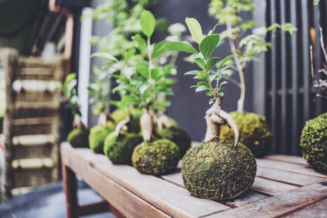 苔盆栽の育て方と作り方 苔の貼り方や鉢植えのコツをご紹介 Kurashi No