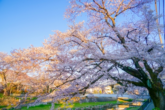 日本三大桜 エドヒガンとは 由来から特徴 開花時期まで徹底解説 暮らし の
