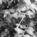 【植物図鑑】イボタノキはどんな木？特徴から花言葉までわかりやすく解説！