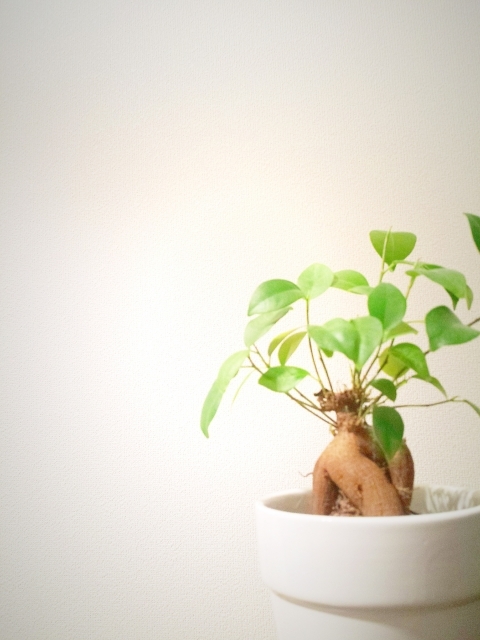 ガジュマルの盆栽の作り方 大きく成長させる育て方や剪定のコツなどを解説 Kurashi No