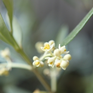 オリーブの花を上手に咲かせる育て方 枯れない 咲かないを防ぐ方法も 暮らし の