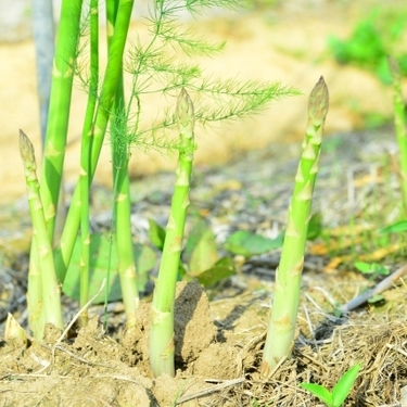 アスパラガスの栽培のコツは 失敗しない育て方をわかりやすくご紹介 暮らし の
