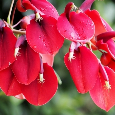 季節の花 アメリカデイゴ とは 特徴や育て方をわかりやすく解説 暮らし の
