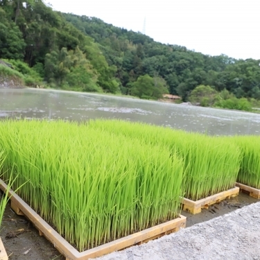 水稲育苗のポイントとは 水稲の種類や育苗の管理方法も徹底解説 暮らし の