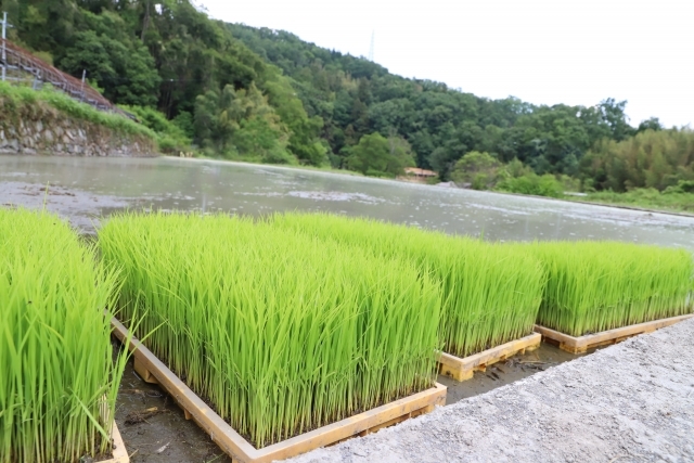 水稲育苗のポイントとは 水稲の種類や育苗の管理方法も徹底解説 暮らし の