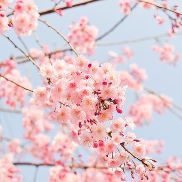 京都の桜の名所12選 お寺 神社など人気花見スポットを完全網羅 暮らし の