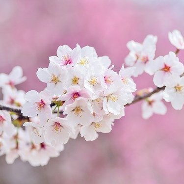 徳島の桜の名所12選 時を忘れるほどに絶景な人気お花見スポットを厳選 暮らし の