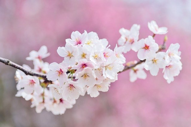 徳島の桜の名所12選 時を忘れるほどに絶景な人気お花見スポットを厳選 暮らし の