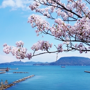 香川の桜の名所おすすめ12選 人気のお花見スポットの見頃情報も 暮らし の