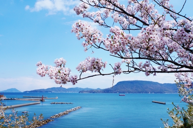 桜 開花 予想 香川 香川県の桜のおすすめ名所一覧と地図！2020現在の開花状況や見ごろ時期