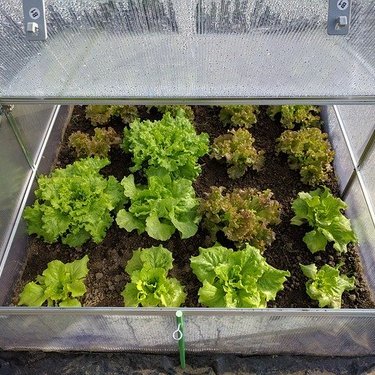 手作り簡易温室で植物を育ててみよう 簡単でおしゃれな簡易温室diy術を紹介 5ページ目 暮らし の