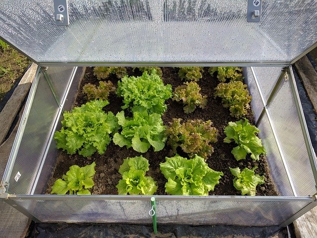 手作り簡易温室で植物を育ててみよう 簡単でおしゃれな簡易温室diy術を紹介 暮らし の