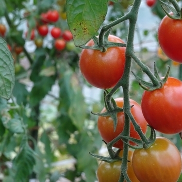 プチトマトの上手な育て方 初心者でも美味しく収穫できる栽培のコツをご紹介 暮らし の