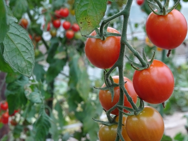 プチトマトの上手な育て方 初心者でも美味しく収穫できる栽培のコツをご紹介 暮らし の