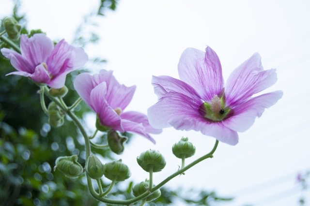 葵の花言葉は 言葉の意味や由来と見頃の季節などの基本情報を解説 暮らし の